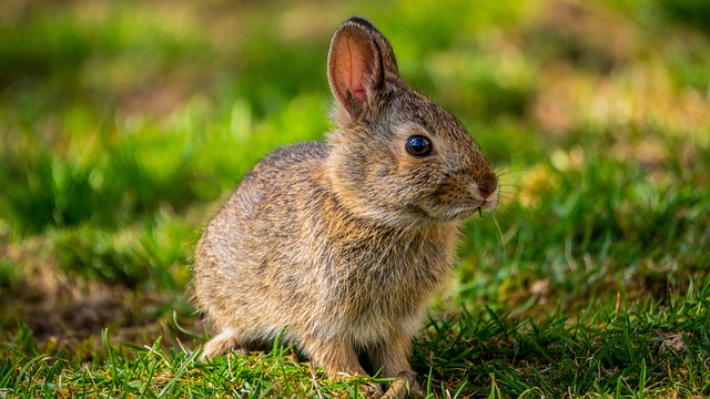 Rabbit