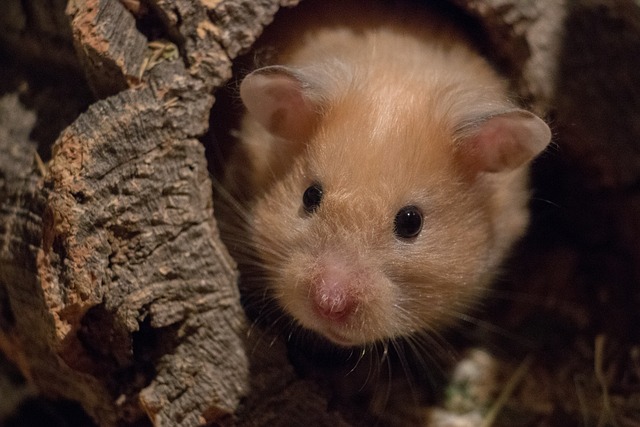 hamster & Ferret