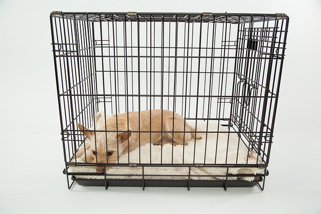 transport bag & cage