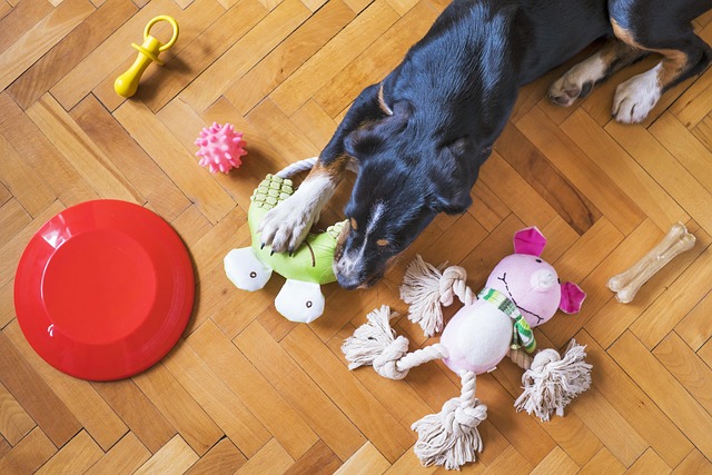 dog toy