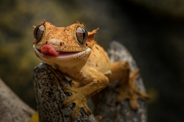 lizard