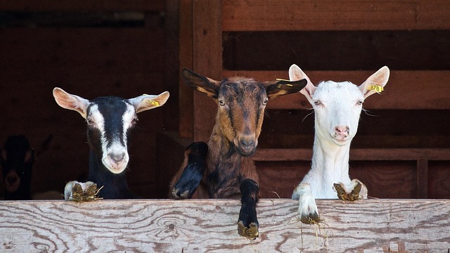 Sheep & Goat