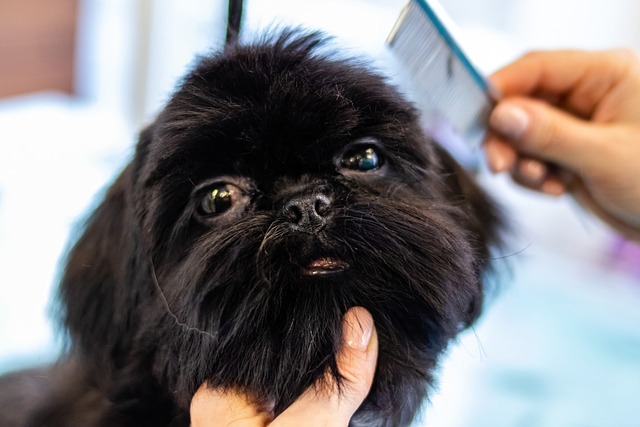 Grooming Dog
