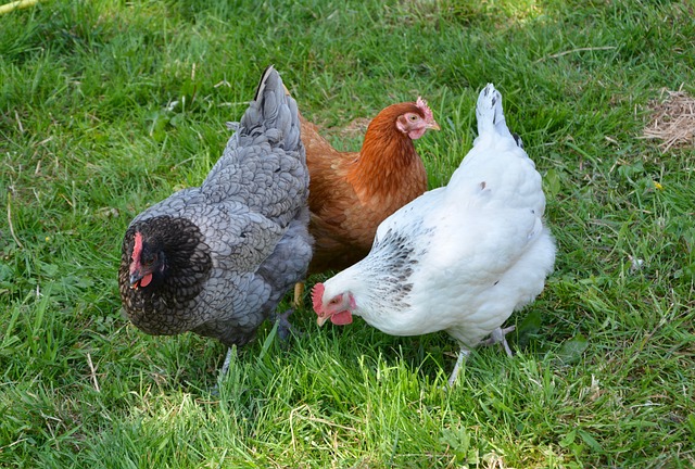 Poultry & Duck