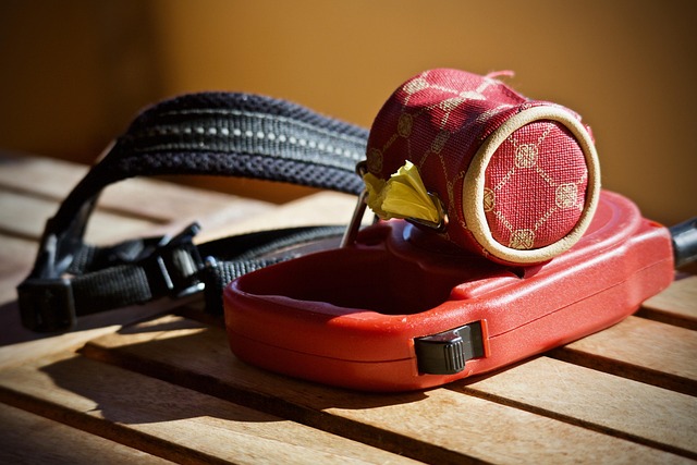 dog leash & harness