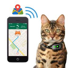 cat leash & harness