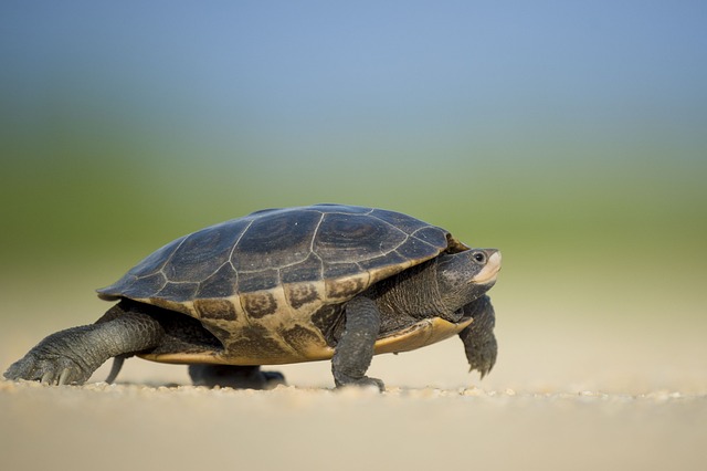 turtles