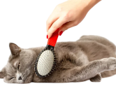 depositphotos_36911589-stock-photo-woman-combing-british-cat-on 2-Photoroom