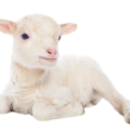 depositphotos_62459081-stock-photo-lamb-sitting-Photoroom