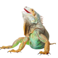 depositphotos_7472438-stock-photo-iguana-on-isolated-white-Photoroom