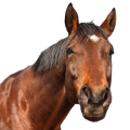 depositphotos_9942550-stock-photo-brown-horse-Photoroom