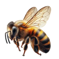 pngtree-honey-bee-fly-hyper-realistic-illustrations-of-png-image_11710575-Photoroom